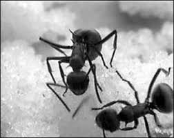 Black Ant King Male Enhancement Pills Polyrhachis Vicina Black Ant Extract Black Ants Ants Chinese Herbalism