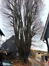 Hauskauf von privat oder gewerblich. Kaffeetrinkerlinde In Numbrecht Bierenbachtal Objektansicht