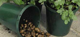 A Simple Way To Get High Yields Of Potatoes