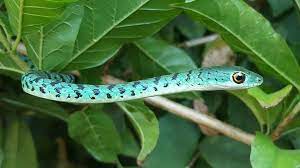Spotted Bush Snake Philothamnus Semivariegatus Snake Science And Nature African