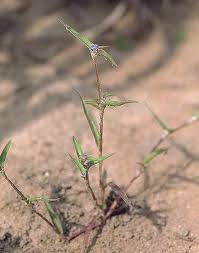 Image result for Courtoisina cyperoides