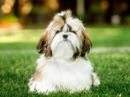 See only the best shih tzu breeders in the usa offering healthy, happy, akc puppies. Private Shih Tzu Breeders Off 72 Www Usushimd Com