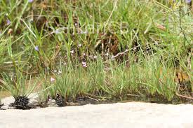 Image result for Murdannia semiteres