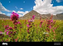 Image result for Dissotis multiflora