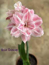 Pin By Shams Chowdhury On Amaryllis Plant Amaryllis Plant Amaryllis Flowers Orchid Varieties