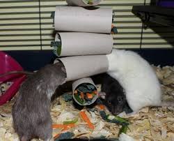 Tutorials and projects for your pet rats. 20 Free Or Cheap Diy Rat Toys