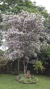 Image result for Dais cotinifolia