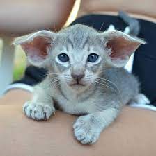 New Page Imladris Cattery Oriental Shorthair Kittens Oriental Shorthair Cats Cute Cats And Kittens