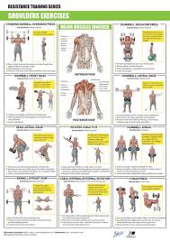 Shoulders Exercises Http Develfitness Com Shoulder Workout Physical Fitness Exercise