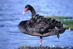 Black Swan - The Australian Museum