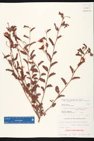 Image result for Chamaecrista gracilior