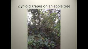 You don't need to have a lot of space to plant and harvest a lot of food. Secret Garden Of Survival Power Point Presentation Youtube