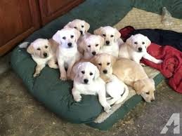Black And Tan Labrador For Sale Labrador Retrievers White And Tan Akc Full Registration For Goldador Puppy For Sale Near Portland Oregon B5 In 2020 Labrador Retriever Labrador Retriever Dog Labrador