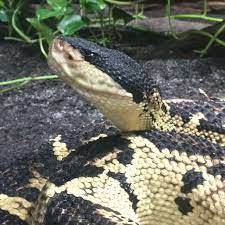 Muta in brazil, developed pain and oedema at the bite site, nausea, vomiting, diarrhoea and … Black Headed Bushmaster Deadly Beauty Snake Photos Snake Venom Reptiles