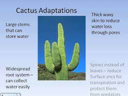A cactus (plural cacti, cactuses, or cactus) is any member of the flowering plant family cactaceae, native to north and south america and typically characterized by leaves that are reduced in size or ephemeral, enlarged plant stems, and spines that grow from areoles, a structure unique to cacti. Extreme Environments Desert Climate And Adaptations Avi Plant Adaptations Desert Climate Animal Adaptations