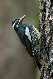 On a walk through the forest you might spot rows of shallow holes in tree bark. Williamson S Sapsucker Wikipedia