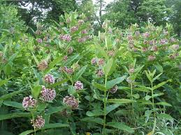 Milkweed Milkweed Plants Nature