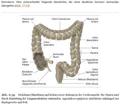It crosses the abdomen from the ascending colon at the hepatic or right colic flexure with a downward convexity to the descending colon where it curves sharply on itself beneath the lower end of the spleen forming the splenic or left. Aufbau Und Funktion Des Verdauungssystems 2 Teil Aufbau Des Verdauungssystems Mund Speiserohre Magen Darm Karteikarten Quizlet