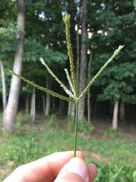 Image result for Eleusine