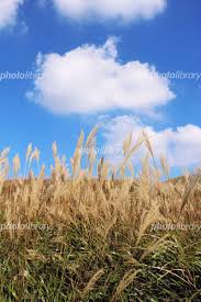 風に揺れるススキ 写真素材 [ 1197067 ] - フォトライブラリー photolibrary