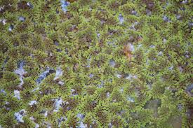 Image result for Azolla pinnata