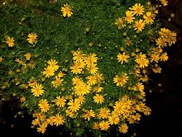 Image result for Dyssodia tenuiloba