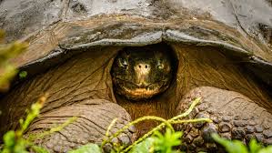 The galapagos giant tortoise (chelonoidis nigra) is a large south american reptile featured in the standard edition of planet zoo. These Kids Are Hoping To Save Galapagos Tortoises And Their Own Home From Climate Change