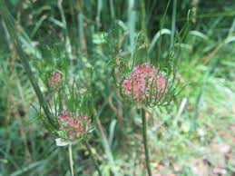 Image result for Amaryllidaceae