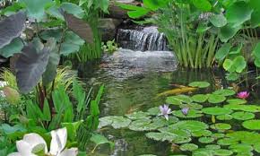 These plants grow in shallow water or saturated soil around the perimeter of ponds or along the banks of streams. Renowned Pond Plants For Floating Garden Water Lilies Pondmegastore Pond Megastore