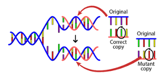 Dna and mutations webquest worksheet answer key. The Causes Of Mutations