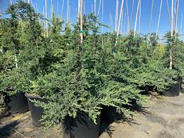Image result for Juniperus