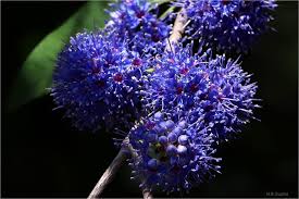 Image result for Memecylon myrianthum