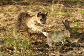 De lynx is de grootste katachtige van europa. Lynx Levenswijze De Jacht En Prooi