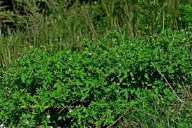 Image result for Geranium mlanjense