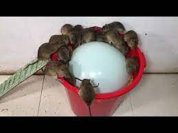 10 Souris Dans Piege A Rats Piege Beste Ideen Fur Rattenfallen Top 10 Piege A Souris Electrique Youtube Rat Traps Mouse Traps Rat Control