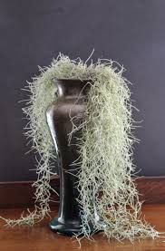 When a festoon is broken off and carried off by wind or birds (using it for nest material), it will begin to grow into a full plant if it lands in an acceptable place. Releasing My Air Plants Into The Wild And A Spring Garden Tour My Sweet Cottage