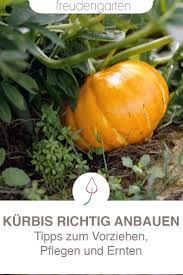 Kurbis Saen Anbauen Pflegen Ernten Kurbis Pflanzen Kurbis Anbau Garten Pflanzen