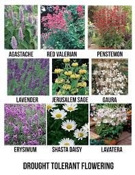 Drought Tolerant Flowering Plants For San Diego North Park Nursery San Diego Nursery Ga Drought Resistant Plants Drought Tolerant Garden Planting Flowers