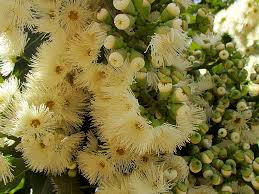 Image result for Eucalyptus torelliana