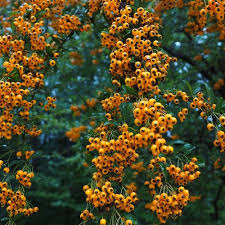 Image result for Pyracantha coccinea soleil d'or