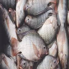 Poisson Tilapia Frais Et Surgele 20 Tonnes Maroc Producteur Recherche De Client Espaceagro