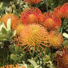 Image result for Leucospermum saxosum