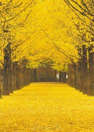 Kumpulan foto pemandangan alam ini bisa dijadikan contoh meggambar, dijadikan koleksi pribadi atau digunakan sebagai wallpaper. 8 Ide Korea Selatan Korea Selatan Fotografi Alam Pemandangan