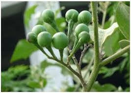 Image result for Solanum grossidentatum