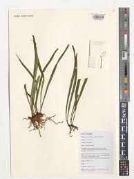 Image result for Vittaria guineensis