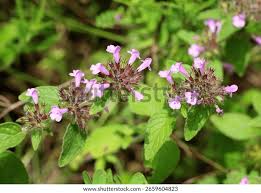 Image result for Clinopodium
