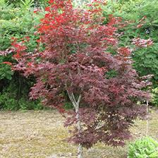 Check spelling or type a new query. Red Emperor Japanese Maple Acer Palmatum Red Emperor In Richmond Fairfax Loudoun Prince William Fredericks Virginia Va At Meadows Farms Nurseries