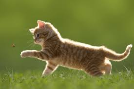 In march 2017, one of their dog foods were. 7 Pure Balance Cat Food Reviews Recalls Pros And Cons Pawsome Kitty