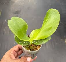 Image result for Indigofera oxalidea