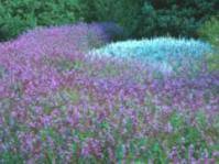 Image result for Syncolostemon canescens